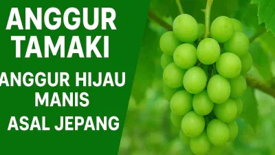 Tandan anggur hijau Tamaki asal Jepang yang tampak segar dan berwarna cerah di kebun dengan latar daun hijau.