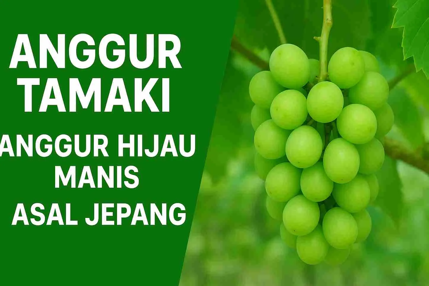 Tandan anggur hijau Tamaki asal Jepang yang tampak segar dan berwarna cerah di kebun dengan latar daun hijau.
