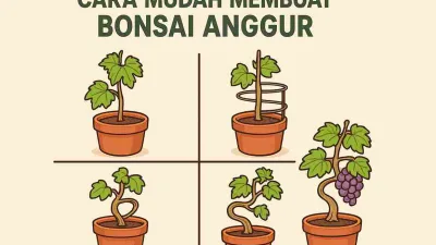 Ilustrasi proses membuat bonsai anggur mulai dari bibit, pemasangan kawat rambatan, pembentukan batang, hingga menjadi bonsai anggur berbuah.