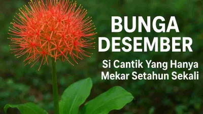 Bunga Desember berwarna merah cerah berbentuk bulat seperti kembang api, dengan tulisan “Bunga Desember – Si Cantik Yang Hanya Mekar Setahun Sekali” di latar taman hijau.