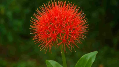 Bunga Desember (Scadoxus multiflorus) merah menyala mekar di taman dengan latar hijau alami.