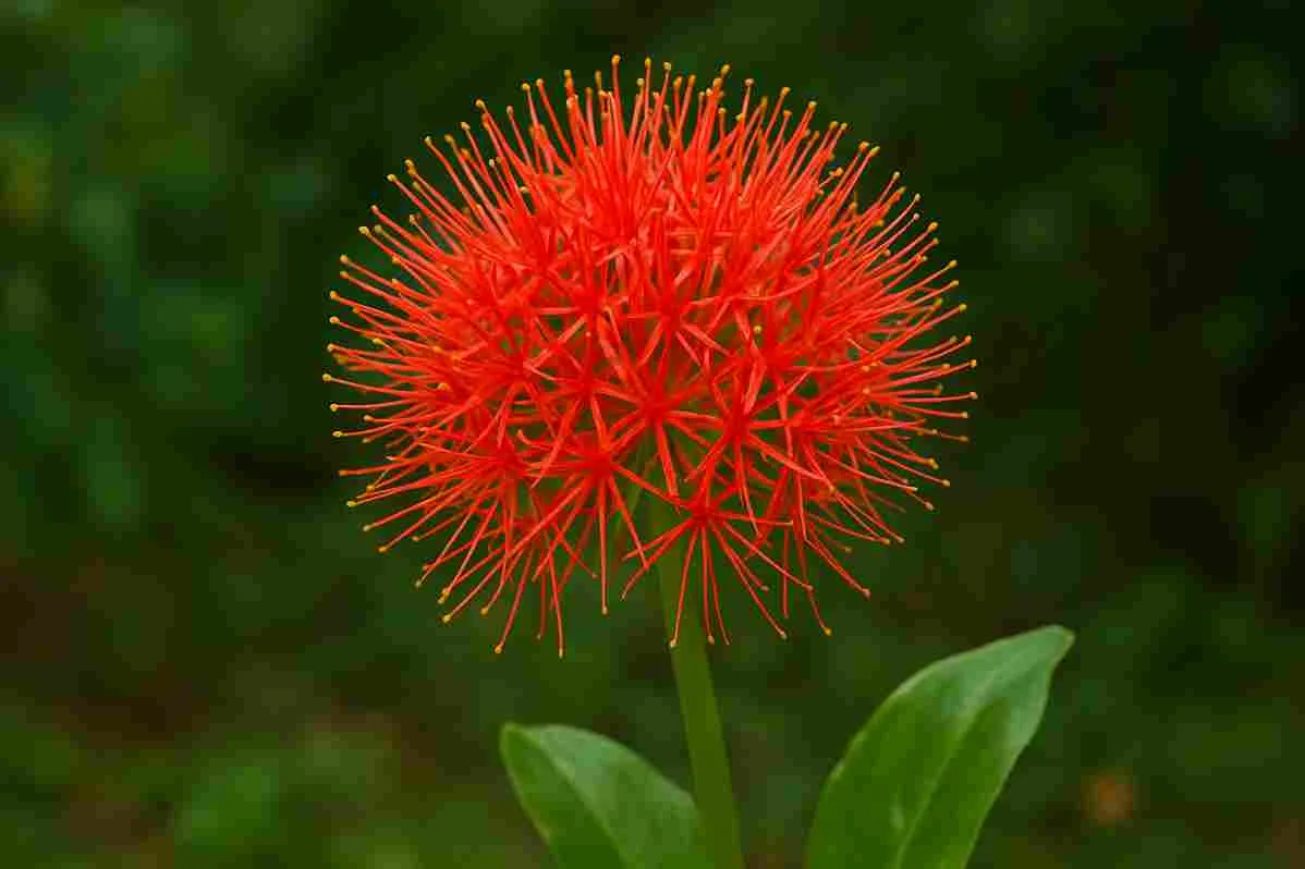 Bunga Desember (Scadoxus multiflorus) merah menyala mekar di taman dengan latar hijau alami.