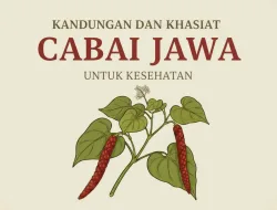 Kandungan dan Khasiat Cabai Jawa (Piper retrofractum) Untuk Kesehatan.