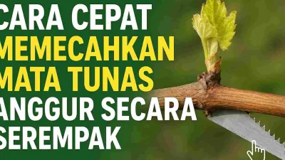 Thumbnail berisi tulisan besar "Cara Cepat Memecahkan Mata Tunas Anggur Secara Serempak" dengan gambar batang anggur yang dipotong menggunakan gergaji, dan tunas baru mulai tumbuh di ujung batang