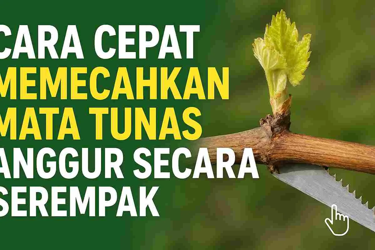 Thumbnail berisi tulisan besar "Cara Cepat Memecahkan Mata Tunas Anggur Secara Serempak" dengan gambar batang anggur yang dipotong menggunakan gergaji, dan tunas baru mulai tumbuh di ujung batang