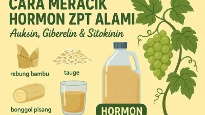 Racikan hormon ZPT alami Auksin, Giberelin, dan Sitokinin untuk menyuburkan dan mempercepat pertumbuhan tanaman anggur.
