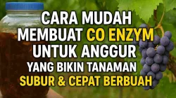 Cara Mudah Membuat Eco Enzym Untuk Anggur Yang Bikin Tanaman Subur & Cepat Berbuah