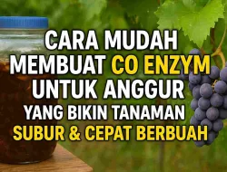 Cara Mudah Membuat Eco Enzym Untuk Anggur Yang Bikin Tanaman Subur & Cepat Berbuah
