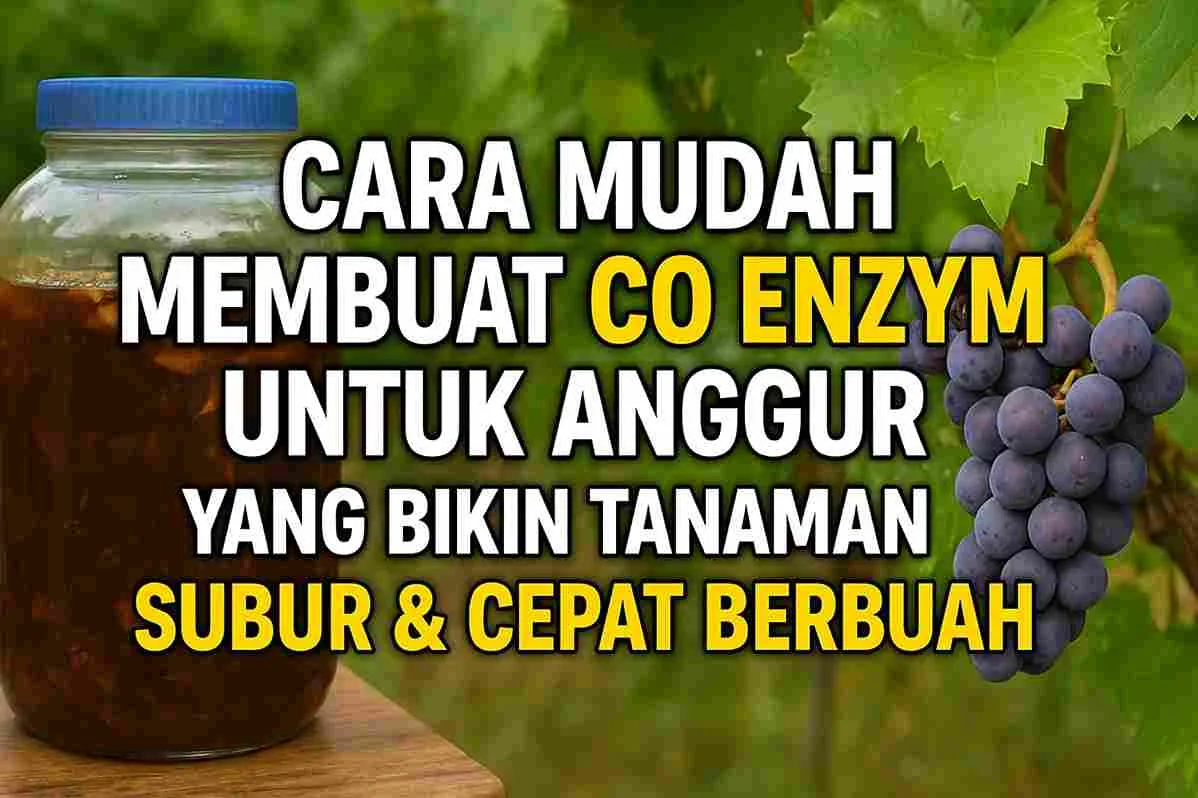 Thumbnail berisi gambar botol eco enzym dan buah anggur ungu di kebun, dengan teks “Cara Mudah Membuat Eco Enzym Untuk Anggur Yang Bikin Tanaman Subur & Cepat Berbuah”.