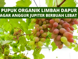 Hanya Modal Limbah Dapur, Anggur Jupiter Panen Lebat