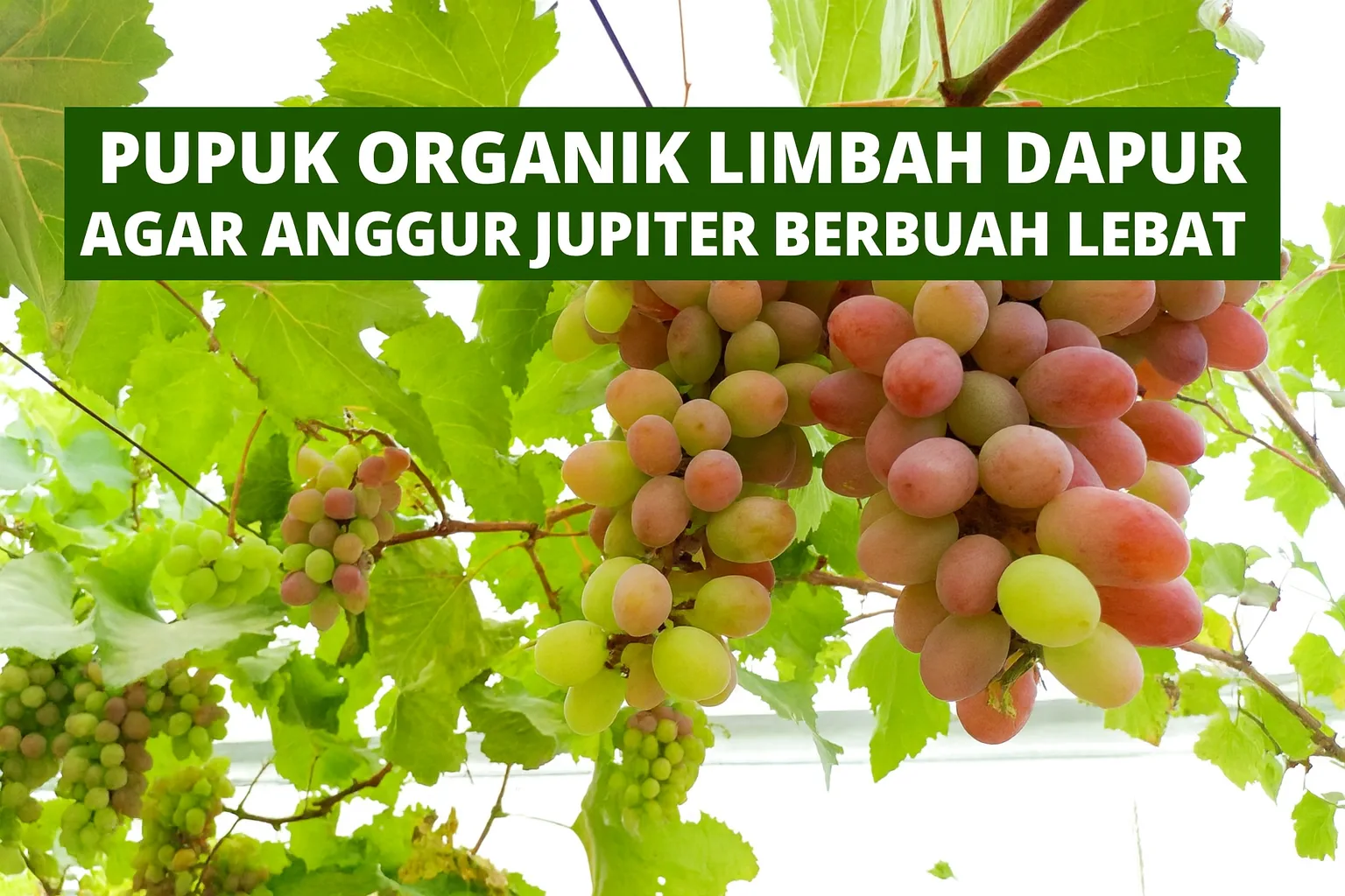 Thumbnail berisi foto anggur Jupiter yang sedang berbuah lebat dengan tulisan ‘Pupuk Organik Limbah Dapur Agar Anggur Jupiter Berbuah Lebat’ di bagian atas.