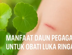 Manfaat Daun Pegagan untuk Obati Luka Ringan