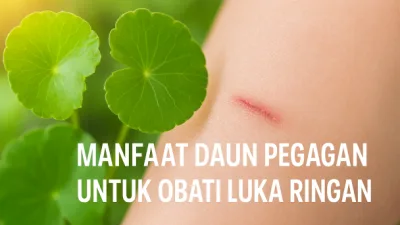 Daun pegagan hijau segar dengan luka ringan di kulit, menggambarkan manfaat alami daun pegagan untuk mempercepat penyembuhan luka ringan secara herbal.