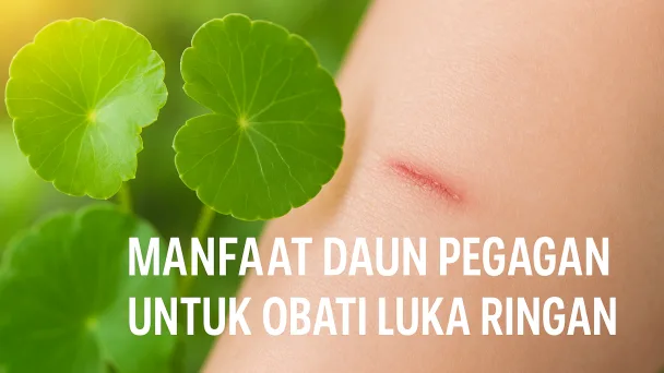 Daun pegagan hijau segar dengan luka ringan di kulit, menggambarkan manfaat alami daun pegagan untuk mempercepat penyembuhan luka ringan secara herbal.