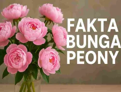 Fakta Bunga Peony Yang Cantik, Mahal Dan Sarat Makna