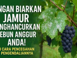 Jangan Biarkan Jamur Menghancurkan Kebun Anggur Anda! Ini Cara Pencegahan & Pengendaliannya