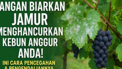 Jangan Biarkan Jamur Menghancurkan Kebun Anggur Anda! Ini Cara Pencegahan & Pengendaliannya