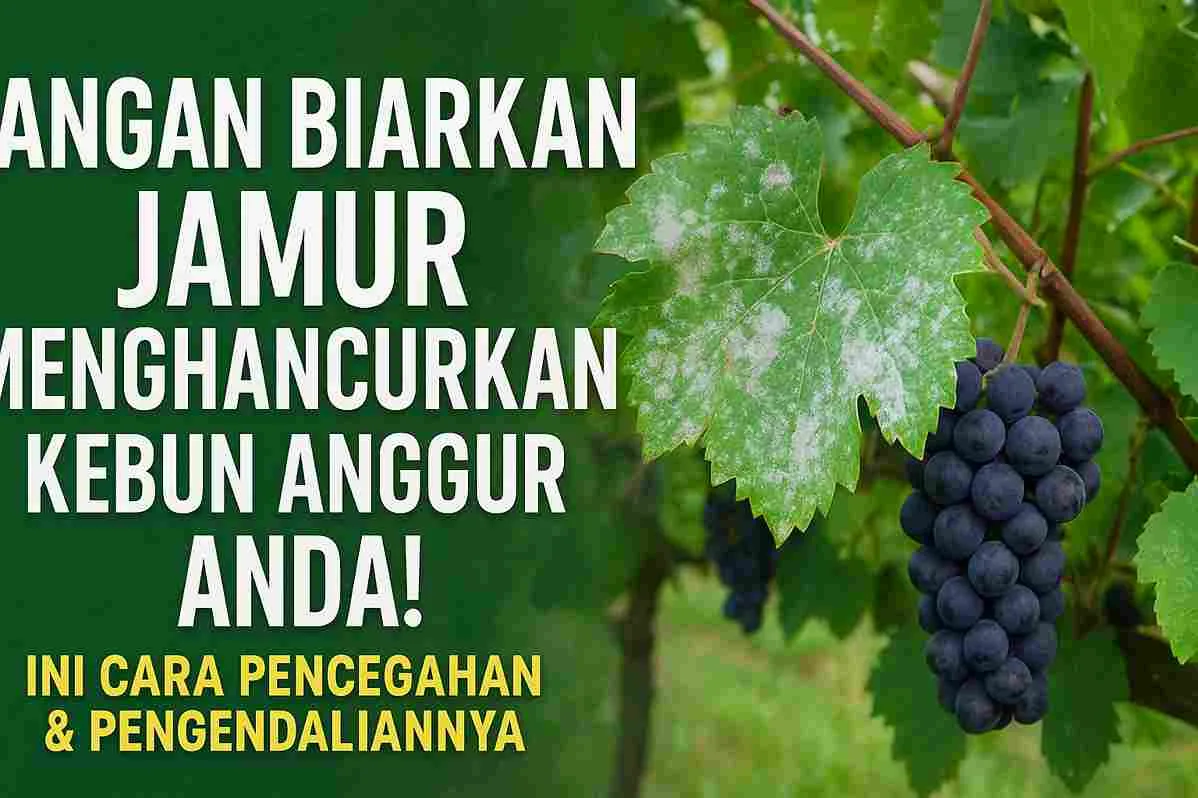 Daun anggur terkena embun tepung di kebun anggur, dengan tandan anggur hitam di sampingnya dan tulisan peringatan tentang pencegahan jamur.