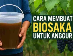 Jangan Semprot Dulu! Begini Cara Membuat Biosaka Yang Benar Agar Anggur Tetap Subur Di Musim Apa Pun
