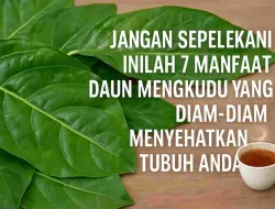 Jangan Sepelekan! Inilah 7 Manfaat Daun Mengkudu Yang Diam-Diam Menyehatkan Tubuh Anda