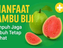 Manfaat Jambu Biji yang Terbukti Ampuh Jaga Tubuh Tetap Sehat