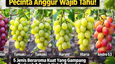Lima jenis anggur beraroma kuat—Jupiter, Tamaki, Harold, Illaria, dan Andre 53—ditampilkan dalam foto kebun anggur dengan warna buah yang segar dan menggugah selera, cocok untuk ilustrasi artikel budidaya anggur pemula.