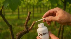 Pengolesan Dormex & Salep Luka Pasca Pemangkasan Anggur