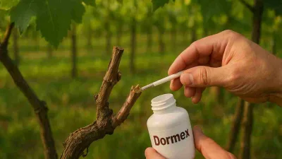 Petani mengoleskan Dormex dan salep luka pada batang anggur setelah pemangkasan.