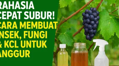 Thumbnail cara membuat insek, fungi, dan KCL untuk tanaman anggur dengan gambar buah anggur, botol larutan organik, dan sprayer di kebun.