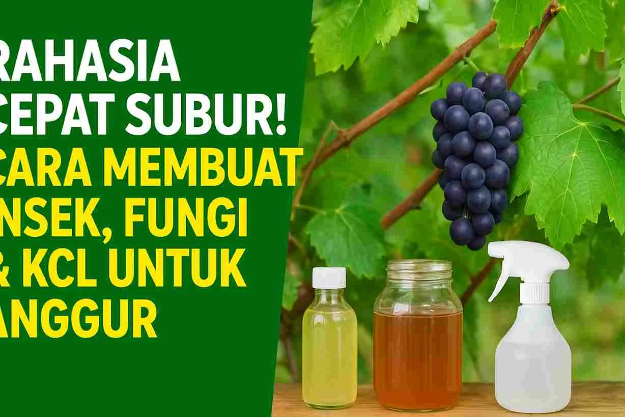 Thumbnail cara membuat insek, fungi, dan KCL untuk tanaman anggur dengan gambar buah anggur, botol larutan organik, dan sprayer di kebun.