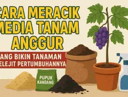 Sudah Benar Atau Belum? Ini Cara Meracik Media Tanam Anggur Yang Bikin Tanaman Melejit Pertumbuhannya!