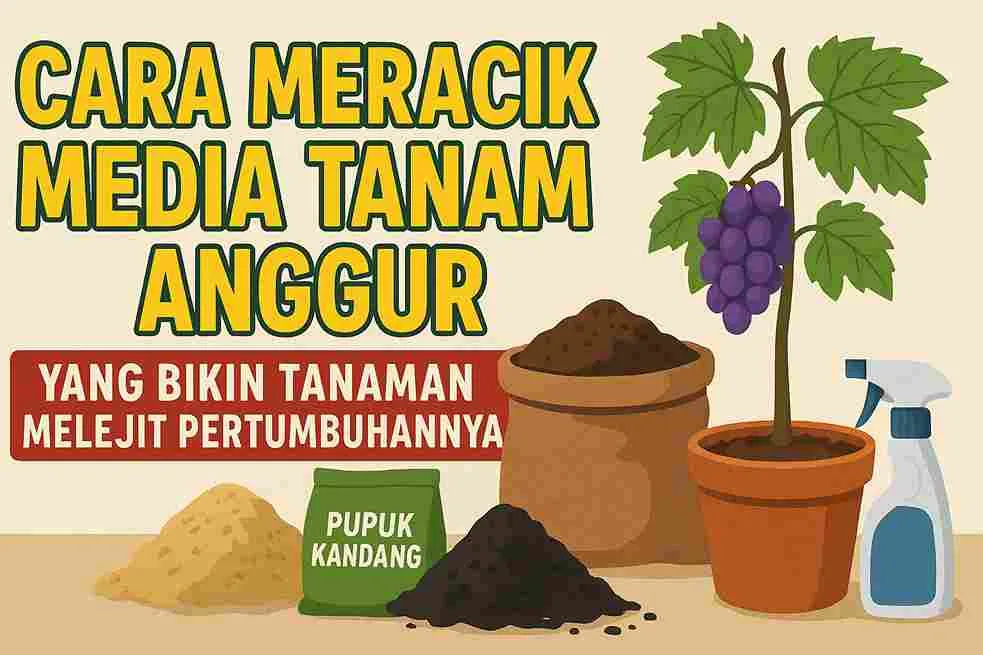 Ilustrasi media tanam anggur dengan pot, pupuk kandang, sekam bakar, dan tanaman anggur muda dalam gaya kartun datar.
