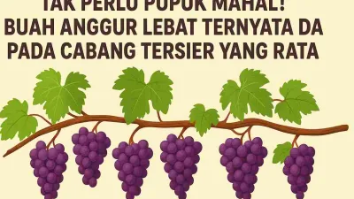 Ilustrasi cabang anggur dengan daun hijau dan buah ungu yang tumbuh merata pada cabang tersier, disertai judul artikel tentang teknik meratakan cabang untuk hasil panen lebat.