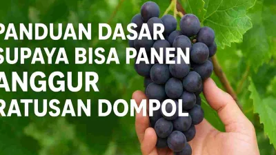 "Thumbnail panduan dasar budidaya anggur untuk panen ratusan dompol dengan gambar tangan memegang dompol anggur ungu segar."