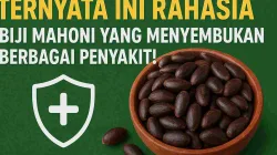 Ilustrasi biji mahoni dalam mangkuk kayu di atas latar hijau dengan tulisan besar ‘TERNYATA INI RAHASIA BIJI MAHONI YANG MENYEMBUHKAN BERBAGAI PENYAKIT!’ serta ikon perisai kesehatan putih.