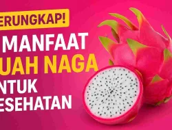 Terungkap! 9 Manfaat Buah Naga untuk Kesehatan yang Jarang Diketahui Banyak Orang