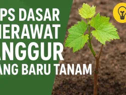 Tips Dasar Merawat Anggur Yang Baru Tanam untuk Pemula