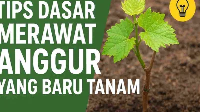 Thumbnail artikel tips dasar merawat anggur yang baru tanam, menampilkan bibit anggur muda dengan daun hijau segar dan tulisan judul besar berwarna putih