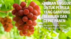 Tandan anggur Jupiter berwarna merah muda keunguan yang tumbuh subur di kebun dengan latar daun hijau segar, cocok untuk ilustrasi artikel tentang varian anggur cepat berbuah.