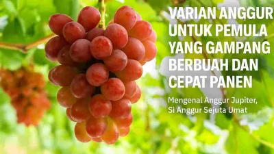 Tandan anggur Jupiter berwarna merah muda keunguan yang tumbuh subur di kebun dengan latar daun hijau segar, cocok untuk ilustrasi artikel tentang varian anggur cepat berbuah.