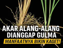 Akar Alang-Alang Selama Ini Dianggap Gulma, Manfaatnya Bikin Kaget!