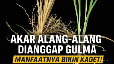 Akar Alang-Alang Selama Ini Dianggap Gulma, Manfaatnya Bikin Kaget!