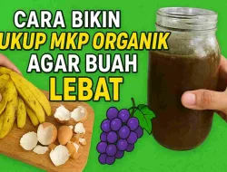 Cara Bikin MKP Organik, Pupuk Ajaib Agar Buah Makin Lebat!