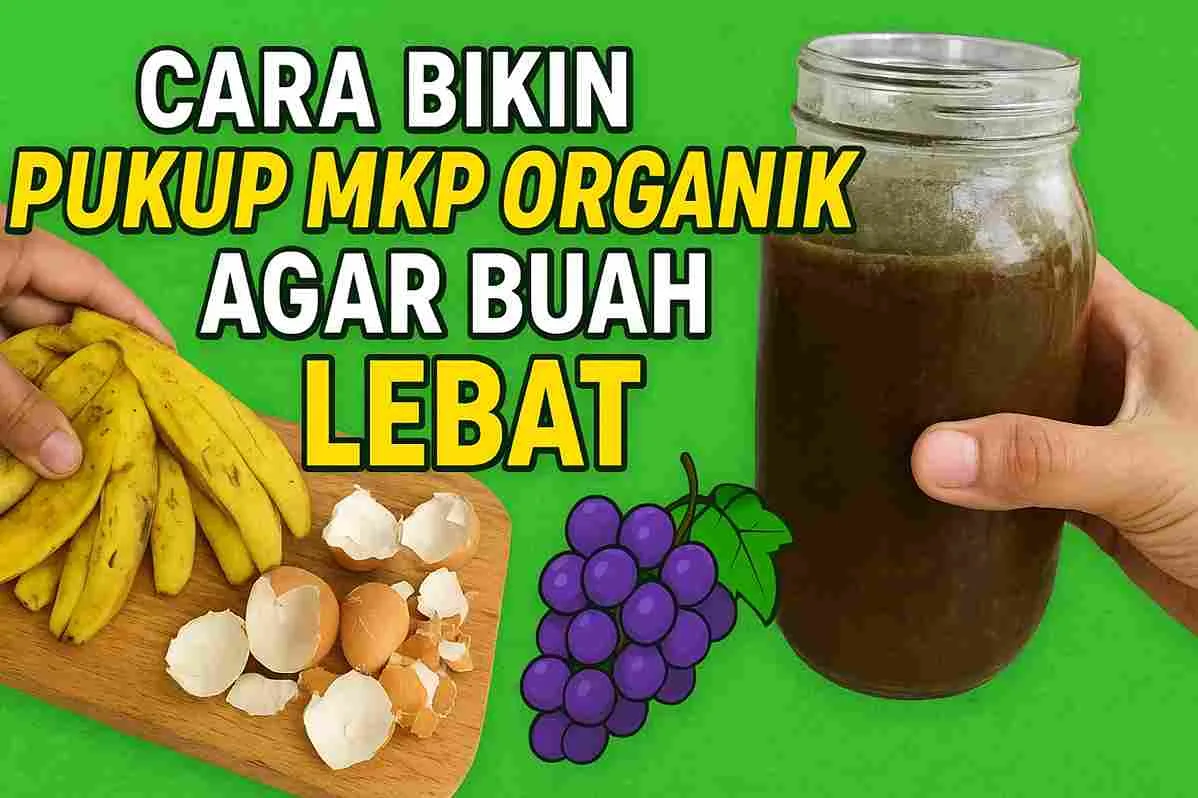Thumbnail cara membuat pupuk MKP organik dari kulit pisang dan kulit telur dengan botol hasil fermentasi dan ilustrasi anggur.