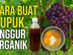 Cara Buat Pupuk Anggur Organik yang Bikin Buah Melimpah