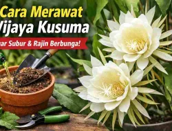 Cara Merawat Bunga Wijaya Kusuma agar Subur & Rajin Berbunga