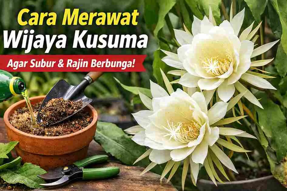 Thumbnail cara merawat bunga Wijaya Kusuma dengan gambar bunga wijaya kusuma mekar berwarna putih dan media tanam serta peralatan berkebun.