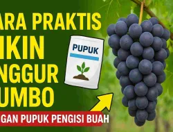 Cara Praktis Bikin Anggur Jumbo dengan Pupuk Pengisi Buah