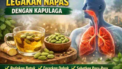 Ilustrasi teh kapulaga dengan uap hangat di samping biji kapulaga, jahe, serta visual paru-paru manusia yang tampak lebih lega.