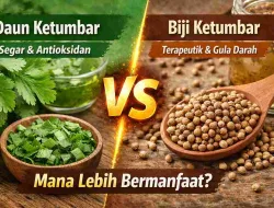 Daun Ketumbar dan Biji Ketumbar, Mana Lebih Bermanfaat?
